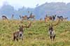 D�dyr. D�hjorte k�mper p� brunstpladsen i Dyrehaven Dama dama J�gersborg Dyrehave / Sj�lland   pattedyr Hjorte, Cervidae, Parrett�ede hovdyr, Artiodactyla, hjort, d�vildt, gevir, fuldskuffel, dr�vtygger, brunst, fallow deer, d�hjort, dovhjort, Dyrehaven