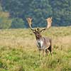 D�dyr. D�hjort p� brunstpladsen i Dyrehaven Dama dama J�gersborg Dyrehave / Sj�lland   pattedyr Hjorte, Cervidae, Parrett�ede hovdyr, Artiodactyla, hjort, d�vildt, gevir, fuldskuffel, dr�vtygger, brunst, fallow deer, d�hjort, dovhjort, Dyrehaven