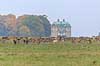 D�dyr. D�dyr foran Eremitage Slottet Dama dama J�gersborg Dyrehave / Sj�lland   pattedyr Hjorte, Cervidae, Parrett�ede hovdyr, Artiodactyla, hjort, d�vildt, gevir, fuldskuffel, dr�vtygger, brunst, fallow deer, d�hjort, dovhjort, Dyrehaven Eremitageslottet