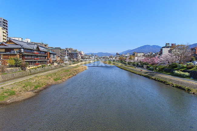 Kyoto. Kirseb�rtr�er i blomst langs Kamo River i Kyoto; Prunus spec. Rosaceae; Kyoto; Japan; ; ; Kirseb�rblomstring, Prydkirseb�r, blomster, Kansai, japansk, for�r, sakura