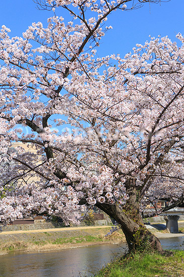 Kirseb�rblomstring. Kirseb�rtr�er i blomst langs Kamo River i Kyoto; Prunus spec. Rosaceae; Kyoto; Japan; ; planter; Kirseb�rblomstring, Prydkirseb�r, blomster, Kansai, japansk, for�r, sakura