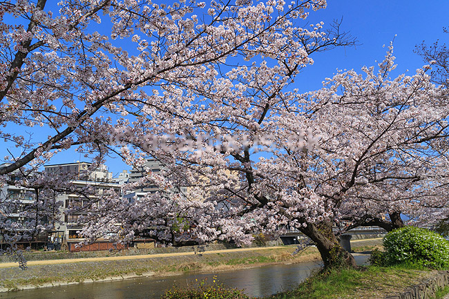 Kirseb�rblomstring. Kirseb�rtr�er i blomst langs Kamo River i Kyoto; Prunus spec. Rosaceae; Kyoto; Japan; ; planter; Kirseb�rblomstring, Prydkirseb�r, blomster, Kansai, japansk, for�r, sakura