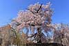 Gion weeping cherry tree. Japansk kirseb�rtr� kaldet Gion weeping cherry tree i blomstring i Maruyama Park Prunus spec. Rosaceae Maruyama-koen Park / Kyoto Japan Asien planter Kirseb�rblomstring, Prydkirseb�r, blomster, Kansai, japansk, for�r, sakura