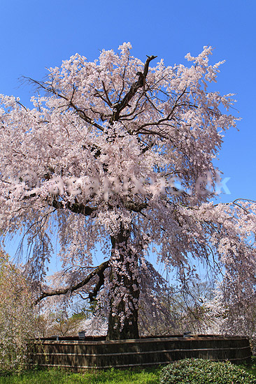 Gion weeping cherry tree. Japansk kirseb�rtr� kaldet Gion weeping cherry tree i blomstring i Maruyama Park; Prunus spec. Rosaceae; Maruyama-koen Park / Kyoto; Japan; Asien; planter; Kirseb�rblomstring, Prydkirseb�r, blomster, Kansai, japansk, for�r, sakura