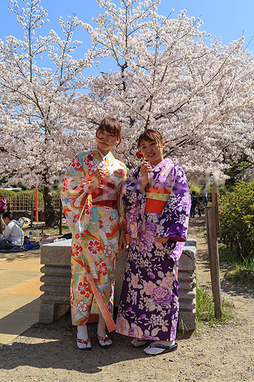 Kirseb�rblomstring. Japanske piger i kimono foran blomstrende kirseb�rtr�er i Maruyama Park; Prunus spec. Rosaceae; Maruyama-koen Park / Kyoto; Japan; Asien; planter; Kirseb�rblomstring, Prydkirseb�r, blomster, Kansai, japansk, for�r, sakura