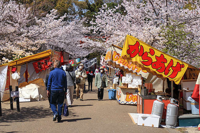 Kirseb�rblomstring. Madboder og blomstrende kirseb�rtr�er i Maruyama Park; Prunus spec. Rosaceae; Maruyama-koen Park / Kyoto; Japan; Asien; planter; Kirseb�rblomstring, Prydkirseb�r, blomster, Kansai, japansk, for�r, sakura