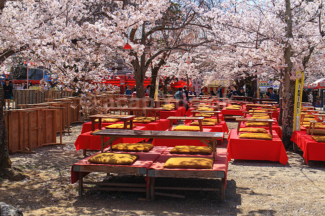 Kirseb�rblomstring. Udend�rsrestaurant og blomstrende kirseb�rtr�er i Maruyama Park; Prunus spec. Rosaceae; Maruyama-koen Park / Kyoto; Japan; Asien; planter; Kirseb�rblomstring, Prydkirseb�r, blomster, Kansai, japansk, for�r, sakura
