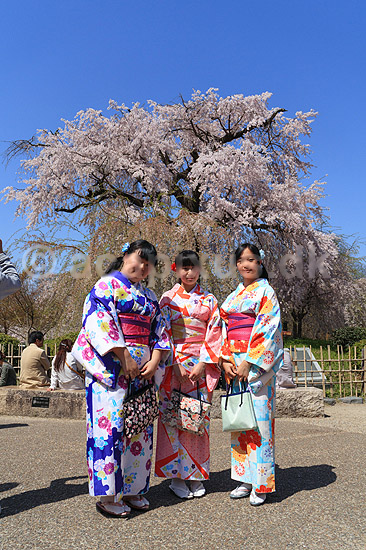 Gion weeping cherry tree. Piger i kimono foran japansk kirseb�rtr� kaldet Gion weeping cherry tree i blomstring i Maruyama Park; Prunus spec. Rosaceae; Maruyama-koen Park / Kyoto; Japan; Asien; planter; Kirseb�rblomstring, Prydkirseb�r, blomster, Kansai, japansk, for�r, sakura