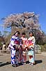 Gion weeping cherry tree. Piger i kimono foran japansk kirseb�rtr� kaldet Gion weeping cherry tree i blomstring i Maruyama Park Prunus spec. Rosaceae Maruyama-koen Park / Kyoto Japan Asien planter Kirseb�rblomstring, Prydkirseb�r, blomster, Kansai, japansk, for�r, sakura