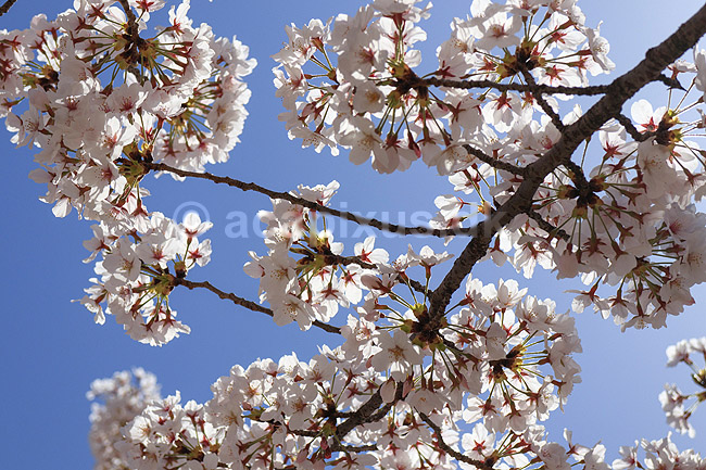 Kirseb�rblomstring. Blomstrende kirseb�rtr�er i Maruyama Park; Prunus spec. Rosaceae; Maruyama-koen Park / Kyoto; Japan; Asien; planter; Kirseb�rblomstring, Prydkirseb�r, blomster, Kansai, japansk, for�r, sakura