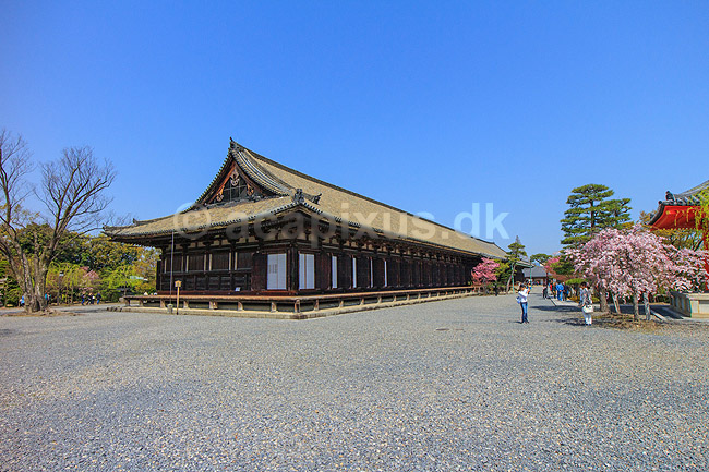 Sanjusangen-do. Blomestrende kirseb�rtr� ved Sanjusangen-do, De 1001 buddafigurers tempel, i  i Kyoto; ; Sanjusangen-do / Kyoto; Japan; Asien; ; templer, buddisme, buddhism, buddistisk