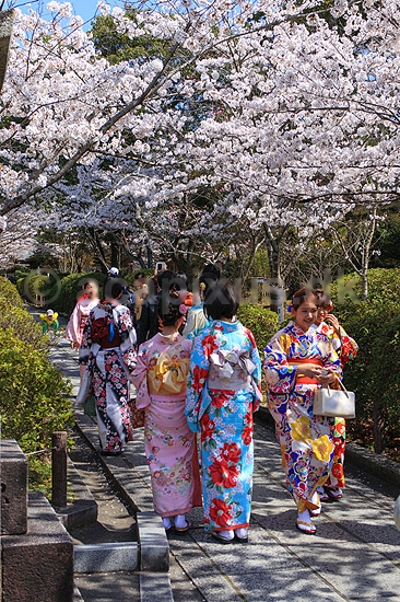 Piger i kimono. Japanske piger og kvinder i traditionel kimono i Ninen-zaka / Sannen-zaka gaderne; ; Higashiyama District / Kyoto; Japan; Asien; ; T�j, bekl�dning, kimonoer