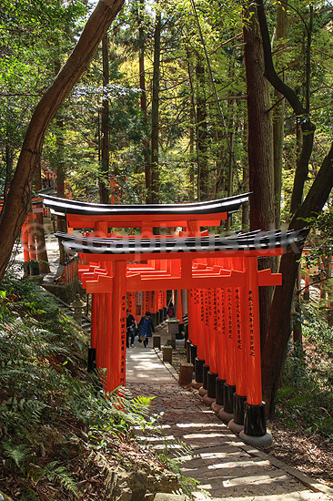 Fushimi-Inari Taisha Shrine. Tunnel af torii ved det shintoistiske Fushimi-Inari Taisha Shrine; ; Fushimi-Inari Taisha Shrine / Kyoto; Japan; Asien; ; templer shintoisme orange