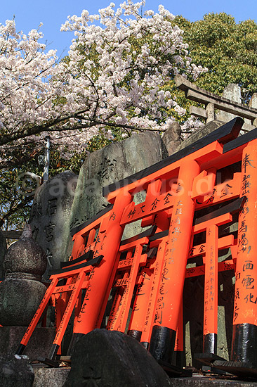 Fushimi-Inari Taisha Shrine. Sm� torii ved det shintoistiske Fushimi-Inari Taisha Shrine; ; Fushimi-Inari Taisha Shrine / Kyoto; Japan; Asien; ; templer shintoisme orange