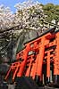Fushimi-Inari Taisha Shrine. Sm� torii ved det shintoistiske Fushimi-Inari Taisha Shrine  Fushimi-Inari Taisha Shrine / Kyoto Japan Asien  templer shintoisme orange