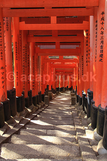 Fushimi-Inari Taisha Shrine. Tunnel af torii ved det shintoistiske Fushimi-Inari Taisha Shrine; ; Fushimi-Inari Taisha Shrine / Kyoto; Japan; Asien; ; templer shintoisme orange