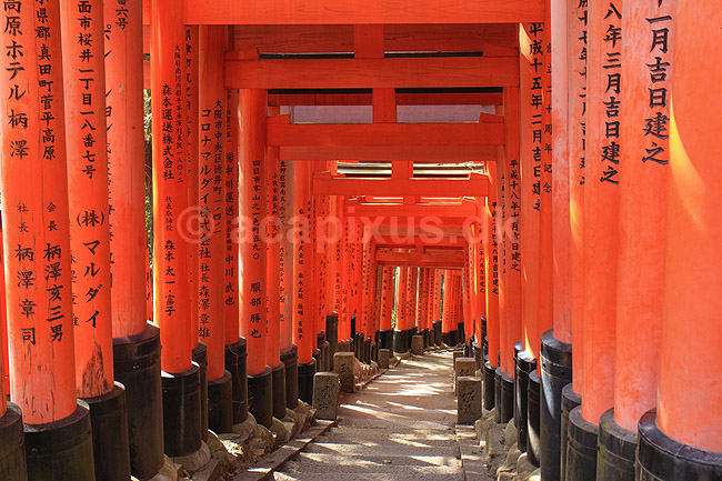 Fushimi-Inari Taisha Shrine. Tunnel af torii ved det shintoistiske Fushimi-Inari Taisha Shrine; ; Fushimi-Inari Taisha Shrine / Kyoto; Japan; Asien; ; templer shintoisme orange