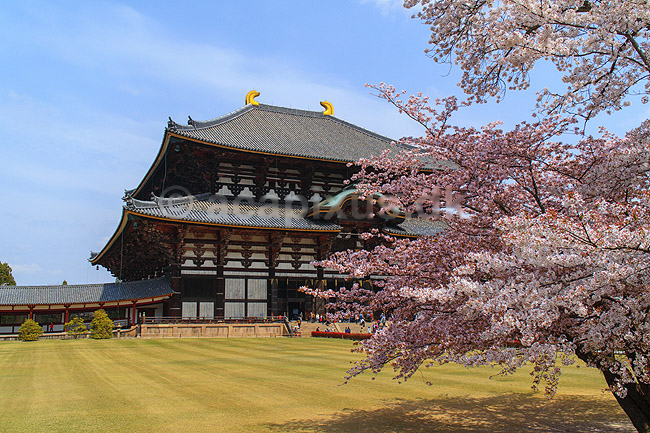 Todai-ji Nara. Todai-ji templet i Nara - verdens st�rste tr�bygning; ; Todai-ji / Nara; Japan; Asien; ; templer buddisme buddhism buddistisk, Todaiji