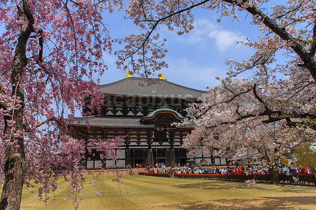 Todai-ji Nara. Todai-ji templet i Nara - verdens st�rste tr�bygning; ; Todai-ji / Nara; Japan; Asien; ; templer buddisme buddhism buddistisk, Todaiji