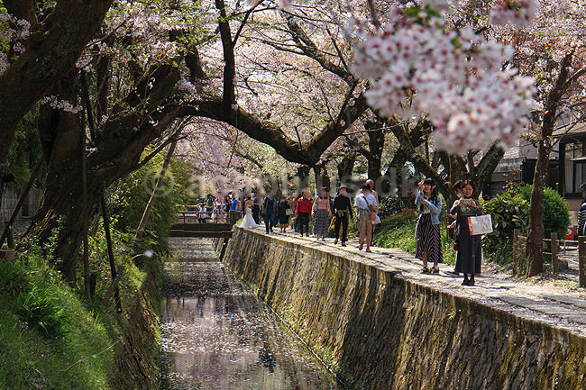 Kirseb�rblomstring. Japanere nyder kirseb�rtr�ernes blomstring ved Path of Philosophy i Kyoto; Prunus spec. Rosaceae; Path of Philosophy / Kyoto; Japan; Asien; ; Prydkirseb�r blomster Kansai japansk for�r