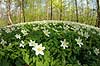 Anemoner. Hvide anemoner i skovbunden i b�geskov i Hareskoven Anemone nemorosa Hareskoven   Planter Ranunkel-familien, Ranunculaceae, Ranunkel-ordenen, Ranunculales, blomster, for�r, b�g, b�getr�, b�getr�er