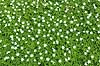 Anemoner. Hvide anemoner i skovbunden i b�geskov i Hareskoven Anemone nemorosa Hareskoven   Planter Ranunkel-familien, Ranunculaceae, Ranunkel-ordenen, Ranunculales, blomster, for�r, b�g, b�getr�, b�getr�er