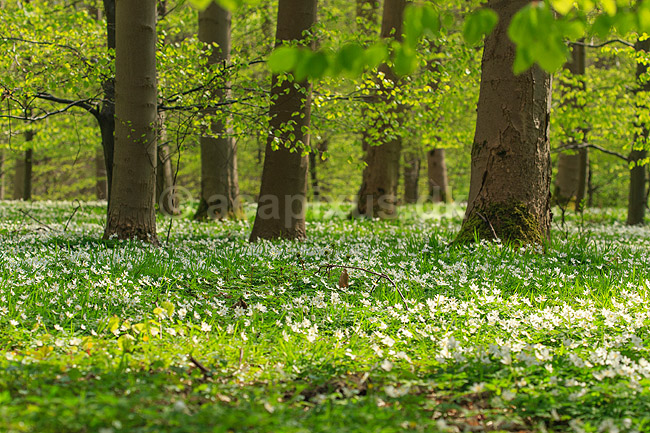 Anemoner. Hvide anemoner i skovbunden i b�geskov i Hareskoven; Anemone nemorosa; Hareskoven; ; ; Planter; Ranunkel-familien, Ranunculaceae, Ranunkel-ordenen, Ranunculales, blomster, for�r, b�g, b�getr�, b�getr�er