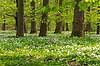 Anemoner. Hvide anemoner i skovbunden i b�geskov i Hareskoven Anemone nemorosa Hareskoven   Planter Ranunkel-familien, Ranunculaceae, Ranunkel-ordenen, Ranunculales, blomster, for�r, b�g, b�getr�, b�getr�er