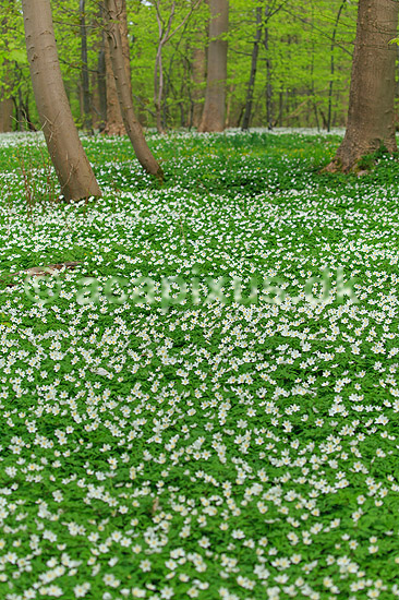Anemoner. Hvide anemoner i skovbunden i b�geskov i Hareskoven; Anemone nemorosa; Hareskoven; ; ; Planter; Ranunkel-familien, Ranunculaceae, Ranunkel-ordenen, Ranunculales, blomster, for�r, b�g, b�getr�, b�getr�er