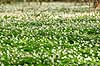 Anemoner. Hvide anemoner i skovbunden i b�geskov i Hareskoven Anemone nemorosa Hareskoven   Planter Ranunkel-familien, Ranunculaceae, Ranunkel-ordenen, Ranunculales, blomster, for�r, b�g, b�getr�, b�getr�er