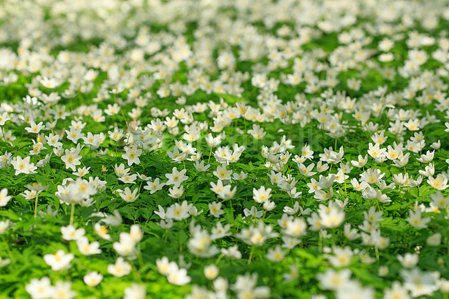 Anemoner. Hvide anemoner i skovbunden i b�geskov i Hareskoven; Anemone nemorosa; Hareskoven; ; ; Planter; Ranunkel-familien, Ranunculaceae, Ranunkel-ordenen, Ranunculales, blomster, for�r, b�g, b�getr�, b�getr�er