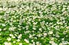 Anemoner. Hvide anemoner i skovbunden i b�geskov i Hareskoven Anemone nemorosa Hareskoven   Planter Ranunkel-familien, Ranunculaceae, Ranunkel-ordenen, Ranunculales, blomster, for�r, b�g, b�getr�, b�getr�er