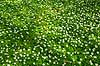 Anemoner. Hvide anemoner i skovbunden i b�geskov i Hareskoven Anemone nemorosa Hareskoven   Planter Ranunkel-familien, Ranunculaceae, Ranunkel-ordenen, Ranunculales, blomster, for�r, b�g, b�getr�, b�getr�er