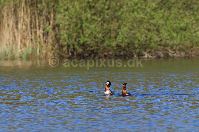 Gr�strubet lappedykker. Gr�strubet lappedykker i parringsspil; Podiceps griseigena; Skallemose S� / Hareskoven; ; ; fugle; Lappedykkere, Podicipedidae, Podicipediformes