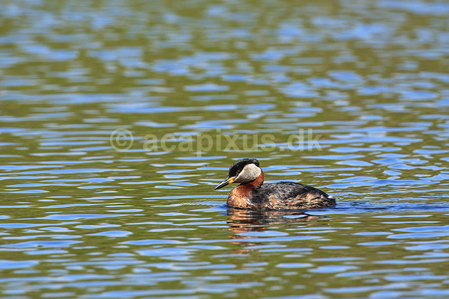 Gr�strubet lappedykker; Podiceps griseigena; Skallemose S� / Hareskoven; ; ; fugle; Lappedykkere, Podicipedidae, Podicipediformes