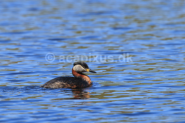 Gr�strubet lappedykker; Podiceps griseigena; Skallemose S� / Hareskoven; ; ; fugle; Lappedykkere, Podicipedidae, Podicipediformes