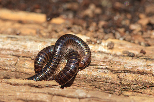 Tusindben. Tusindben sammenrullet p� tr�stub; Evt. Ommatoiulus sabulosus ; ; Sverige; ; spindlere; �gte tusindben, Diplopoda, Myriapoda, leddyr
