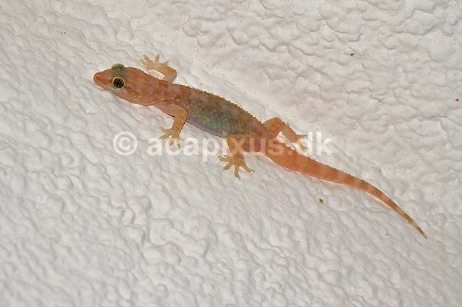 Gecko. En hus gecko p� v�ggen jagter insekter; Hemidactylus; Jadrija / Sibenik; Kroatien; ; krybdyr; kamuflage, Gekkoer, Gekkonidae