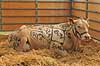 Blonde d Aquitaine. En ko af k�dracen Blonde d Aquitaine udstillet p� Roskilde Dyrskue med markeringer for k�dudsk�ringer  Roskilde Dyrskue / Roskilde   pattedyr Skedehornede, Bovidae, Parrett�ede hovdyr, Artiodactyla, husdyr, landbrug, k�dkv�g, k�d, Kv�g, tamkv�g, Yderl�r, skank, h�jreb, tv�rbryst, slag, tykkam, hals, hale