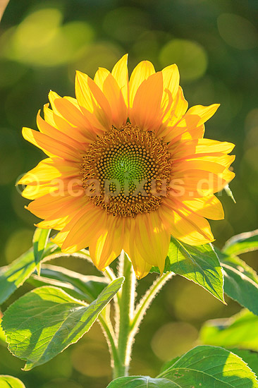 Solsikke. Solsikkeblomst i modlys; Helianthus annuus; ; ; ; Planter; R�rhannede, Asteranae, Kurveblomst-familien, Asteraceae, Compositae