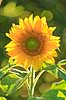 Solsikke. Solsikkeblomst i modlys Helianthus annuus    Planter R�rhannede, Asteranae, Kurveblomst-familien, Asteraceae, Compositae
