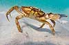 Strandkrabbe. Krabbe i forsvarspositur p� sandbunden Carcinus maenas Tisvildeleje Danmark  Krebsdyr krabbe, skaldyr, krabber, leddyr, undervandsfoto, undervandsbillede, undervandsmilj�, marineliv, marine liv, marinebiologi, krabba, kr�ftdjur, strandkrabba, kreps, sandbund, havbund