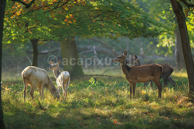 Krondyr. Brune kronhjorte hinder kigger p� fejlfarvede hvide og t�nker hvorfor de dog skal besk�mme flokken; Cervus elaphus; J�gersborg Dyrehave (Dyrehaven) / Sj�lland; ; ; pattedyr; Hjorte, kronhjorte, krondyr, Cervidae, Parrett�ede hovdyr, Artiodactyla