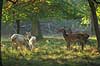 Krondyr. Brune kronhjorte hinder kigger p� fejlfarvede hvide og t�nker hvorfor de dog skal besk�mme flokken Cervus elaphus J�gersborg Dyrehave (Dyrehaven) / Sj�lland   pattedyr Hjorte, kronhjorte, krondyr, Cervidae, Parrett�ede hovdyr, Artiodactyla