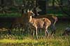 Krondyr. Kronhjorte hinder Cervus elaphus J�gersborg Dyrehave (Dyrehaven) / Sj�lland   pattedyr Hjorte, kronhjorte, krondyr, Cervidae, Parrett�ede hovdyr, Artiodactyla
