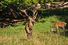 Kronhjort. Kronhjorte i Ulvedalene Cervus elaphus J�gersborg Dyrehave (Dyrehaven) / Sj�lland   pattedyr Hjorte, kronhjorte, krondyr, Cervidae, Parrett�ede hovdyr, Artiodactyla