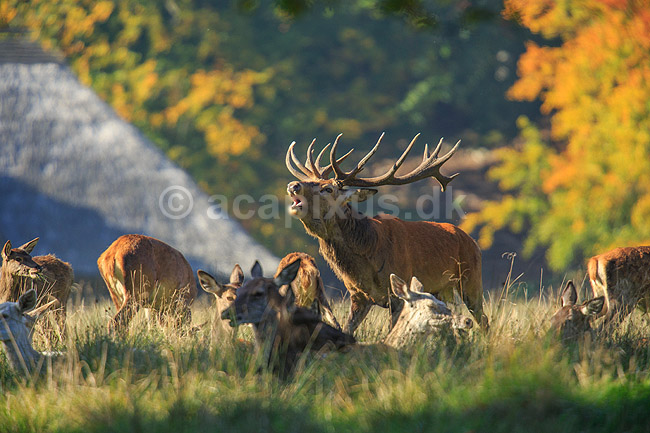 Kronhjort. Br�lende kronhjort med sit harem under brunst perioden med T�jerslags Vildthus i baggrunden; Cervus elaphus; J�gersborg Dyrehave (Dyrehaven) / Sj�lland; ; ; pattedyr; Hjorte, kronhjorte, krondyr, Cervidae, Parrett�ede hovdyr, Artiodactyla