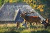 Kronhjort. Br�lende kronhjort med sit harem under brunst perioden med T�jerslags Vildthus i baggrunden Cervus elaphus J�gersborg Dyrehave (Dyrehaven) / Sj�lland   pattedyr Hjorte, kronhjorte, krondyr, Cervidae, Parrett�ede hovdyr, Artiodactyla