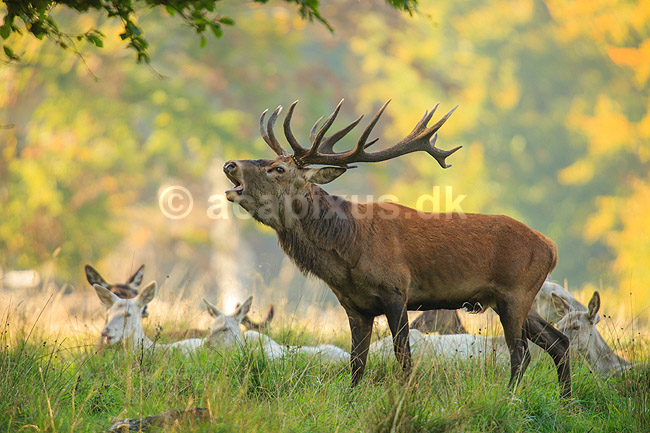Kronhjort. Br�lende kronhjort med sit harem under brunst perioden; Cervus elaphus; J�gersborg Dyrehave (Dyrehaven) / Sj�lland; ; ; pattedyr; Hjorte, kronhjorte, krondyr, Cervidae, Parrett�ede hovdyr, Artiodactyla