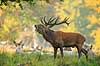 Kronhjort. Br�lende kronhjort med sit harem under brunst perioden Cervus elaphus J�gersborg Dyrehave (Dyrehaven) / Sj�lland   pattedyr Hjorte, kronhjorte, krondyr, Cervidae, Parrett�ede hovdyr, Artiodactyla